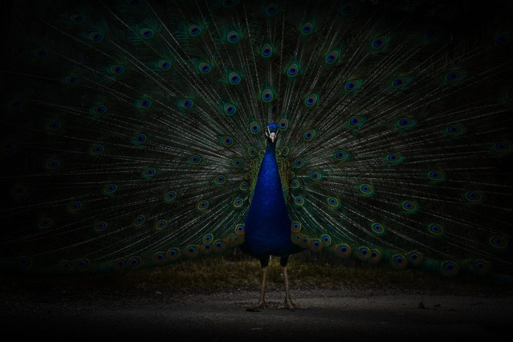 Peacock with tail feathers fanned out